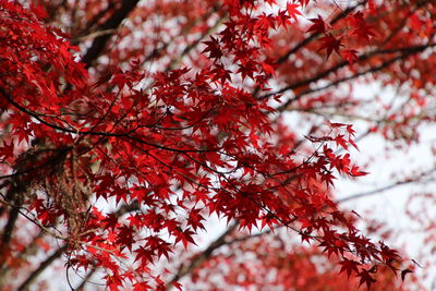 Low angle view of maple tree