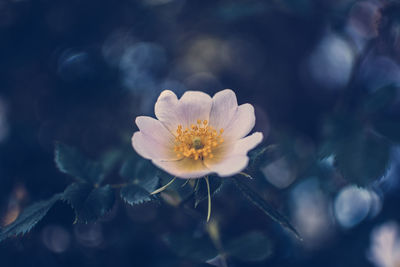 Close-up of flower blooming outdoors