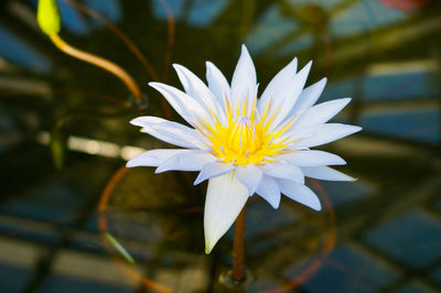 Close-up of white water lily in lake