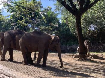 View of elephant