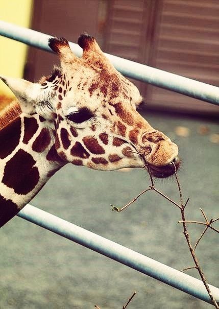 animal themes, one animal, animals in the wild, wildlife, focus on foreground, close-up, metal, animals in captivity, low angle view, cage, fence, bird, perching, animal head, day, railing, mammal, no people, outdoors