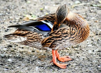 High angle view of a bird