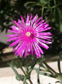 Close-up of purple flower blooming outdoors