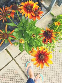 Low section of person standing by flowering plants