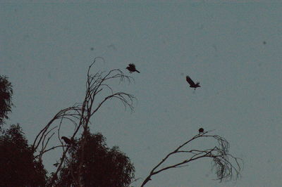 Low angle view of silhouette birds flying against sky