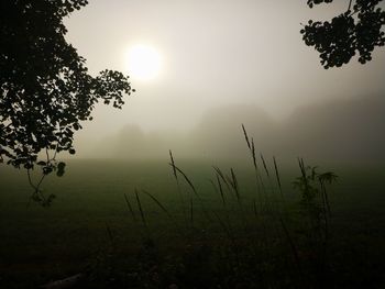 Trees on field against sky during foggy weather