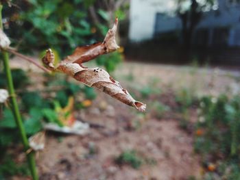 Close-up of a lizard on a land