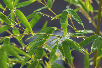 Close-up of wet plant during rainy season