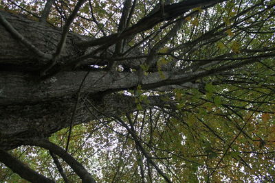 Low angle view of trees