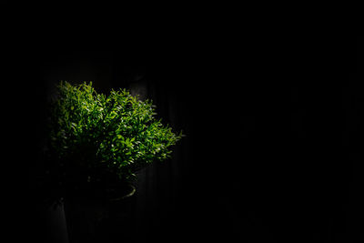 Close-up of plant against black background