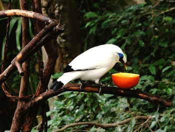 Close-up of bird perching on branch