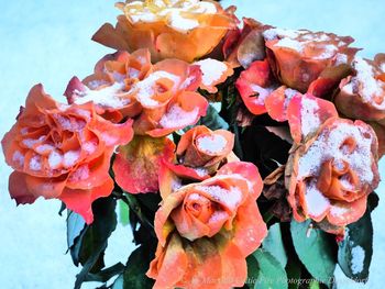 Close-up of roses blooming outdoors