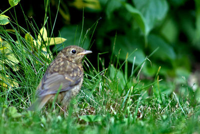 Close-up of a bird looking away