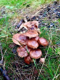 Close-up of mushroom growing on field