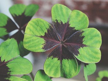 High angle view of plant