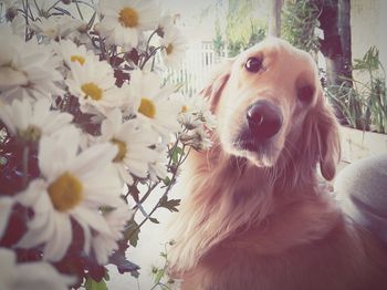 Portrait of a dog