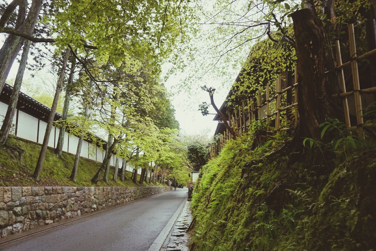 tree, the way forward, transportation, road, built structure, architecture, building exterior, diminishing perspective, growth, green color, vanishing point, street, sunlight, day, road marking, outdoors, empty road, long, tree trunk, no people