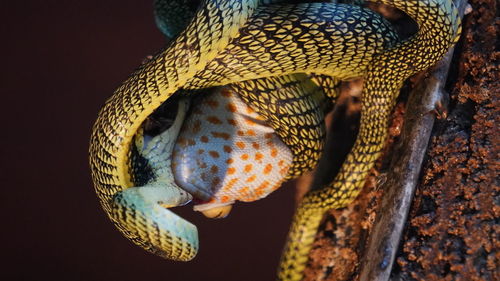 Close-up of snake