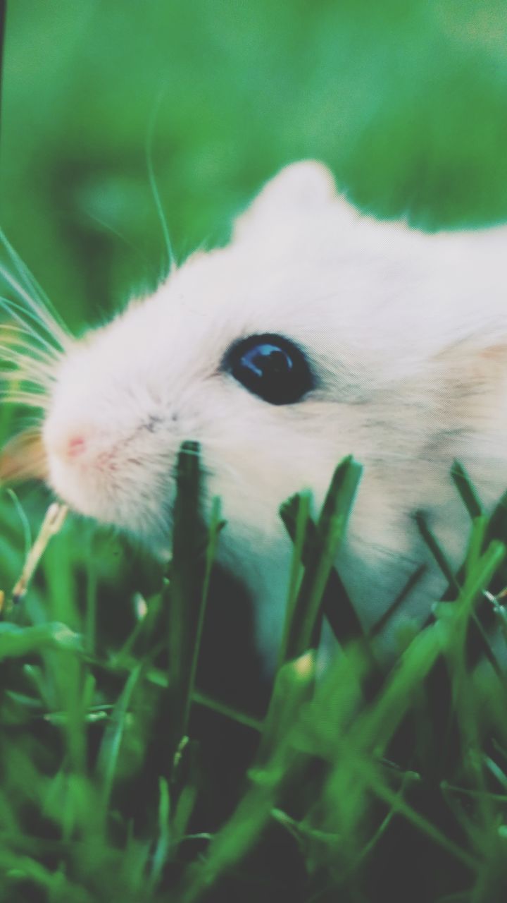 animal themes, animal, one animal, mammal, pets, domestic, domestic animals, vertebrate, animal body part, close-up, no people, green color, selective focus, plant, animal head, white color, rodent, grass, looking at camera, portrait, whisker, animal eye, animal mouth