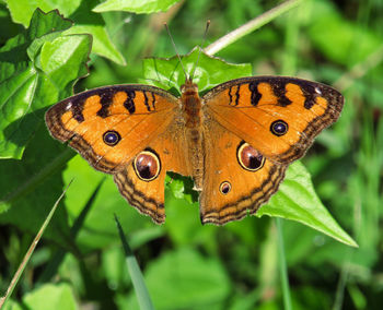 Close-up of butterfly on leaf