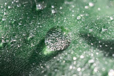 Macro shot of water drops on leaf