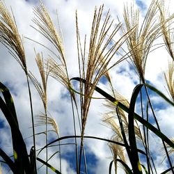 Low angle view of tall grass against sky