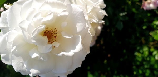 Close-up of white rose