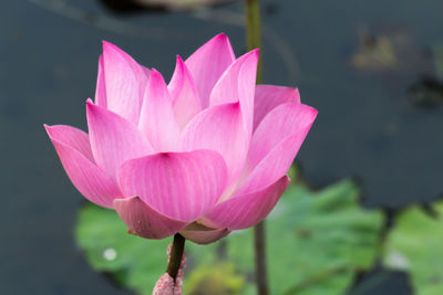 Close-up of pink water lily