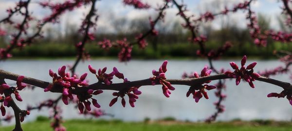 Close-up of pink cherry blossom tree