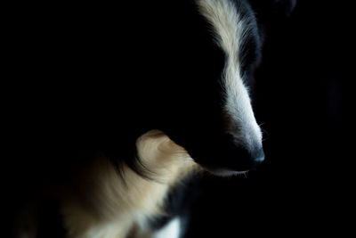 Close-up of dog looking away