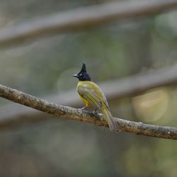 Close-up of bird perching on branch