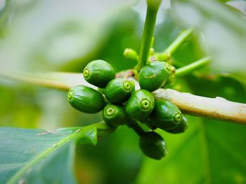 Close-up of berries growing on plant