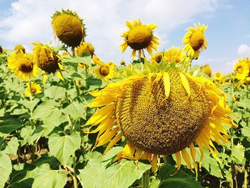 Close-up of sunflower