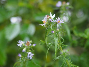 Close-up of purple flowering plant