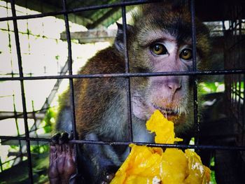 Portrait of monkey eating in cage