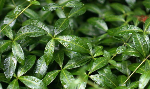 Close-up of wet plant leaves during rainy season