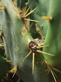 Close-up of insect on plant