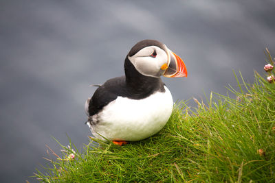 Close-up of bird on rock