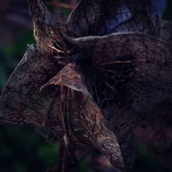 Close-up of tree trunk in forest