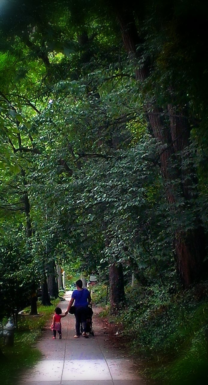 lifestyles, men, tree, leisure activity, rear view, walking, person, full length, the way forward, togetherness, bonding, footpath, green color, growth, pathway, nature, love