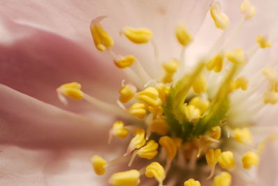 Close-up of yellow flower