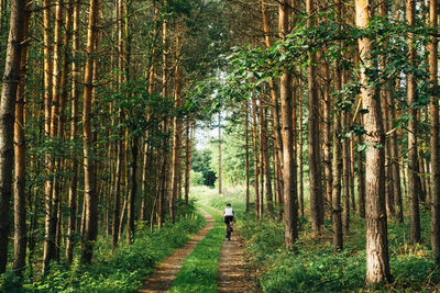 Rear view of woman cycling on footpath amidst trees in forest