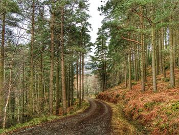 Dirt road amidst tall trees in forest