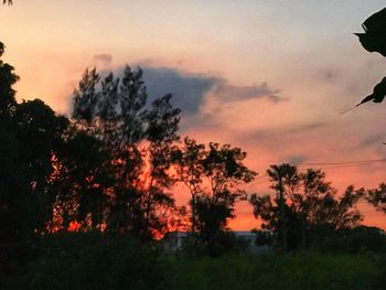 Silhouette trees in forest against sky during sunset