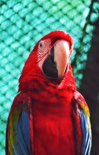 Close-up of parrot in cage