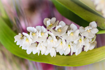 Close-up of flowers