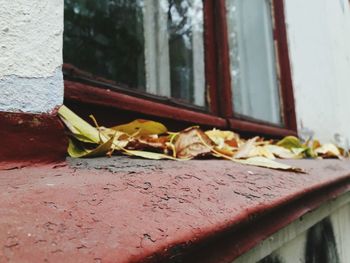 Surface level view of window