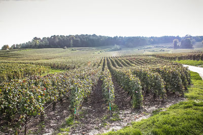 Scenic view of agricultural field against clear sky