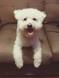 Close-up portrait of dog sitting on sofa at home