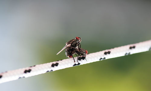 Close-up of insect